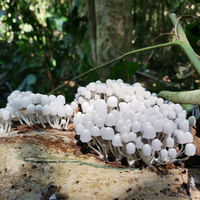 <b>Cabo Blanco Reserve – Long Hike</b>